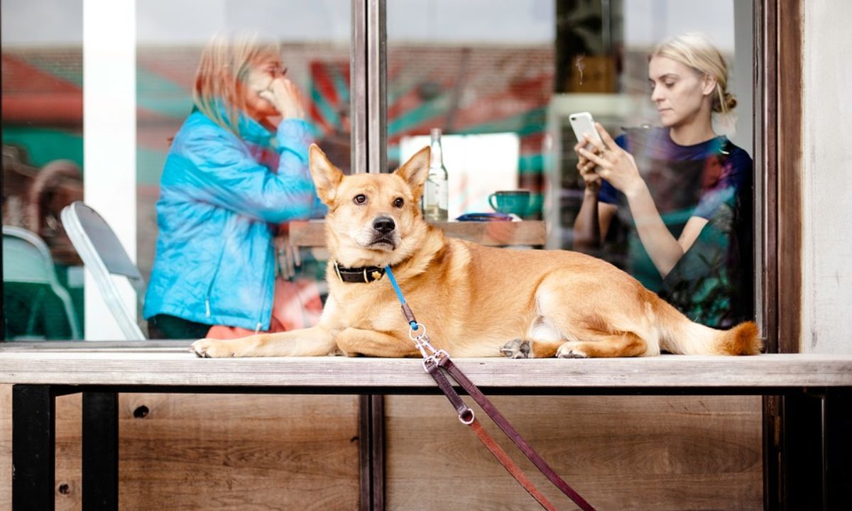 Two women sitting in a restaurant and a dog taking rest on a table