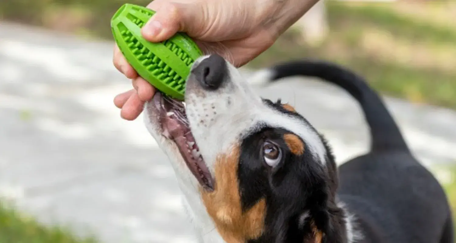 A Dog Playing With Green Color Treat Dispensing Toy