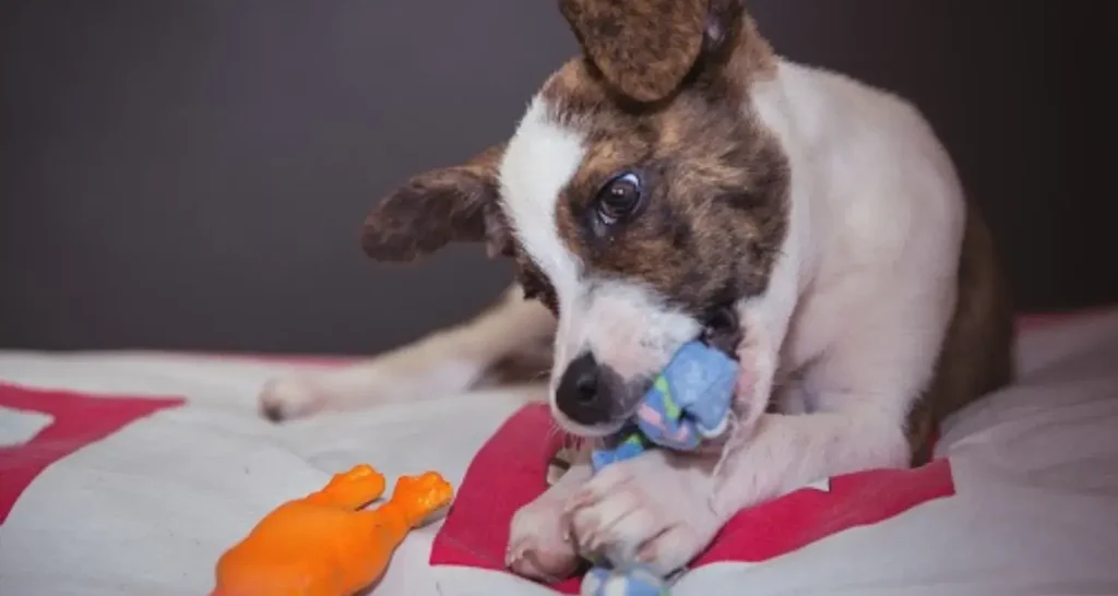 A Dog Playing With Treat-Dispensing Toys