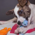 A Dog Playing With Treat-Dispensing Toys