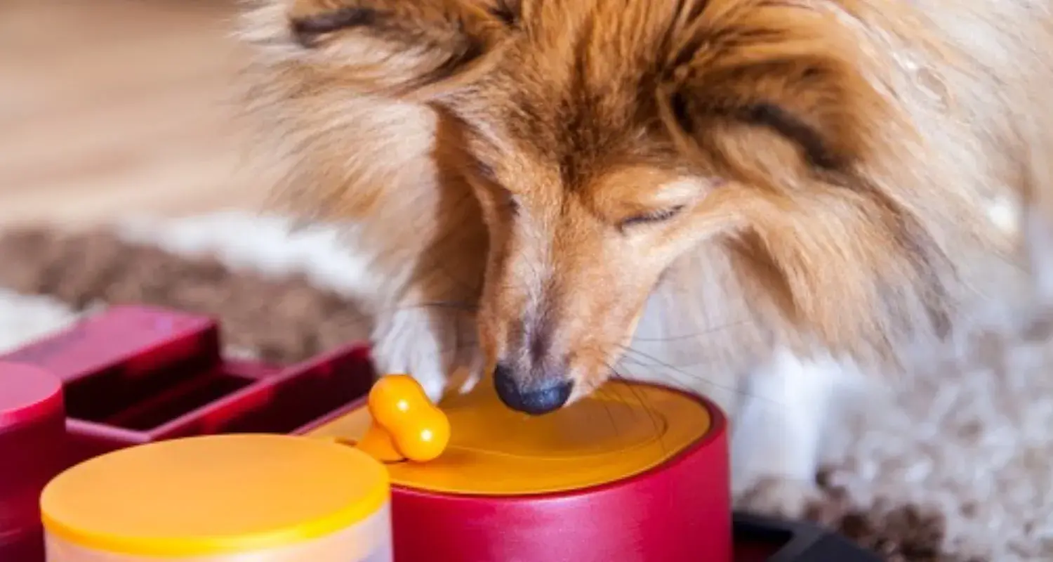 A Dog Playing With Treat Dispensing Toys