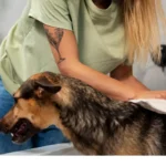 How to Groom Your Dog at Home Blog Cover Image
