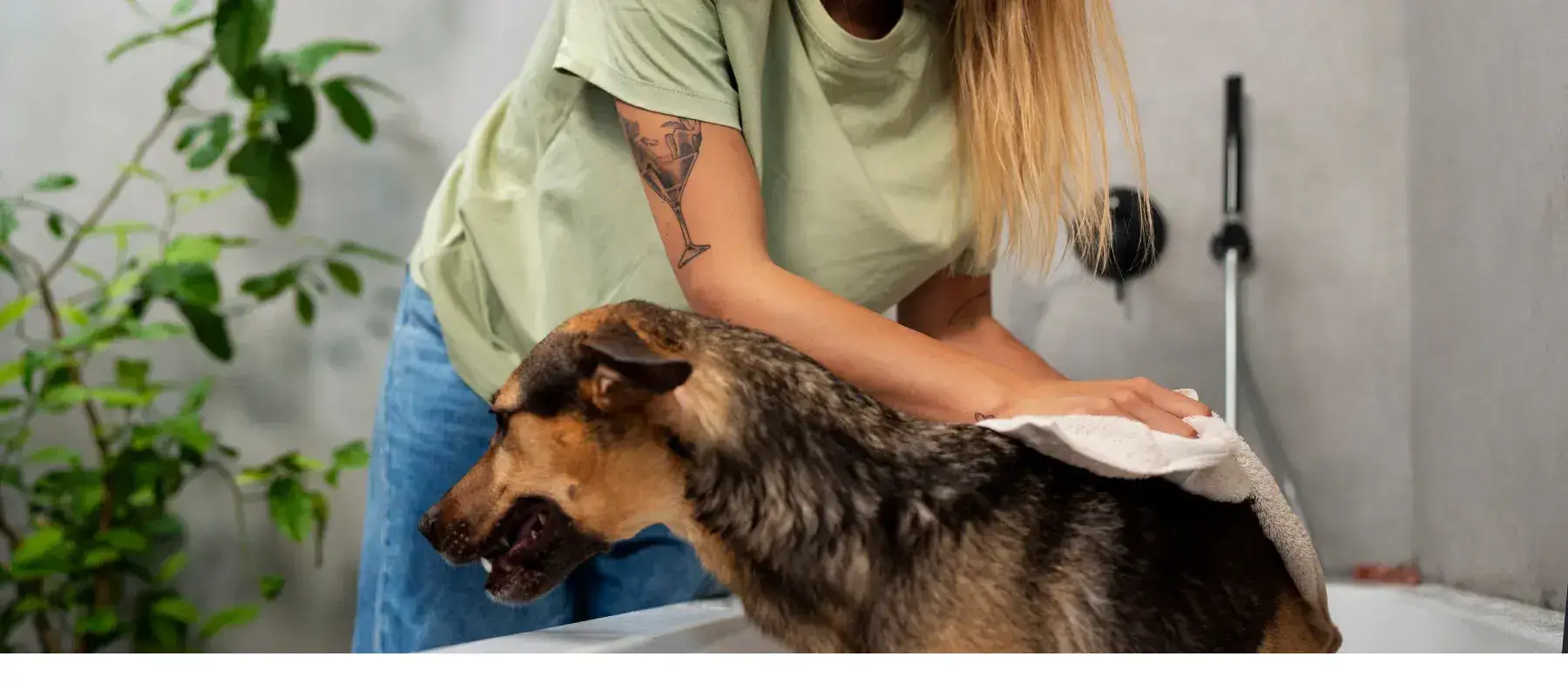 How to Groom Your Dog at Home Blog Cover Image